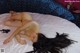 A naked woman laying on a bed with her long black hair.